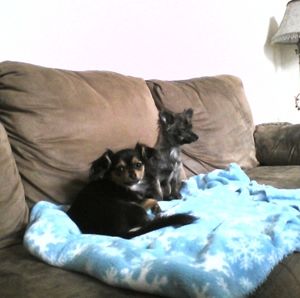 Meet your Posher, Janet